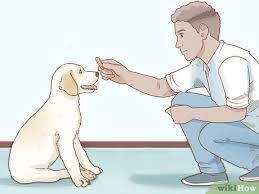 How to raise dogs and take care of them?