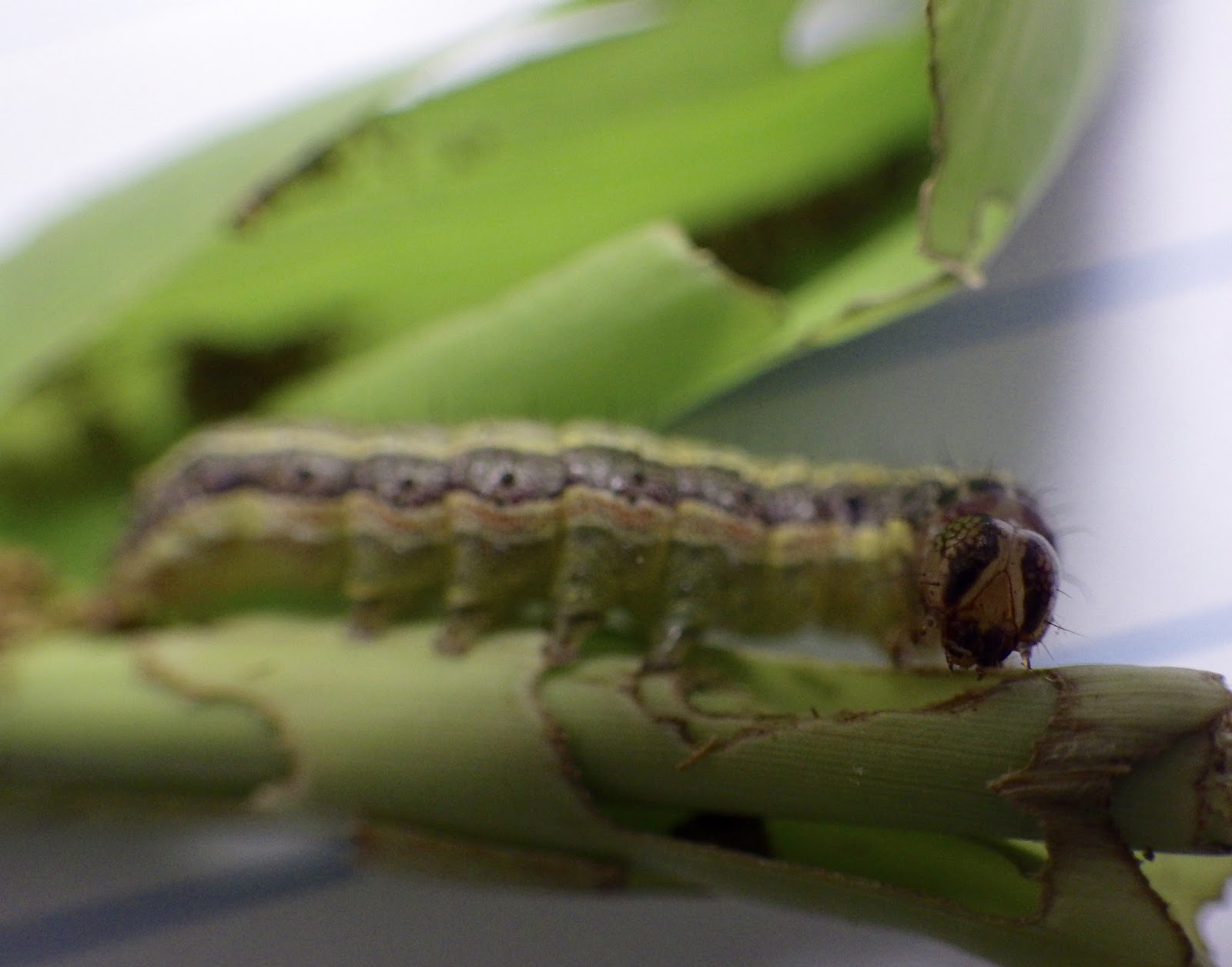 download armyworms download armyworms