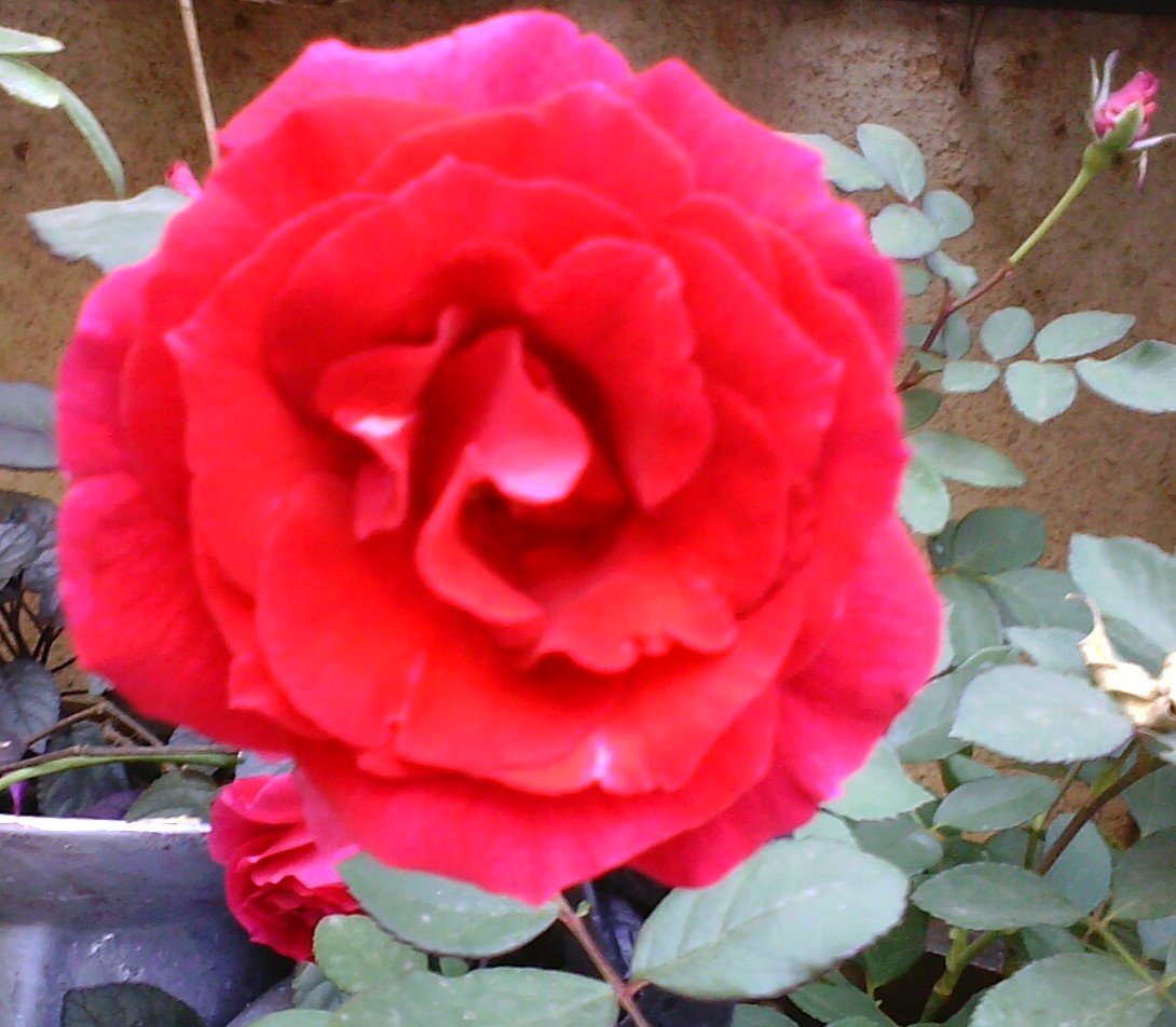 Garden Care Simplified How to preserve Freshly Cut Rose Flowers