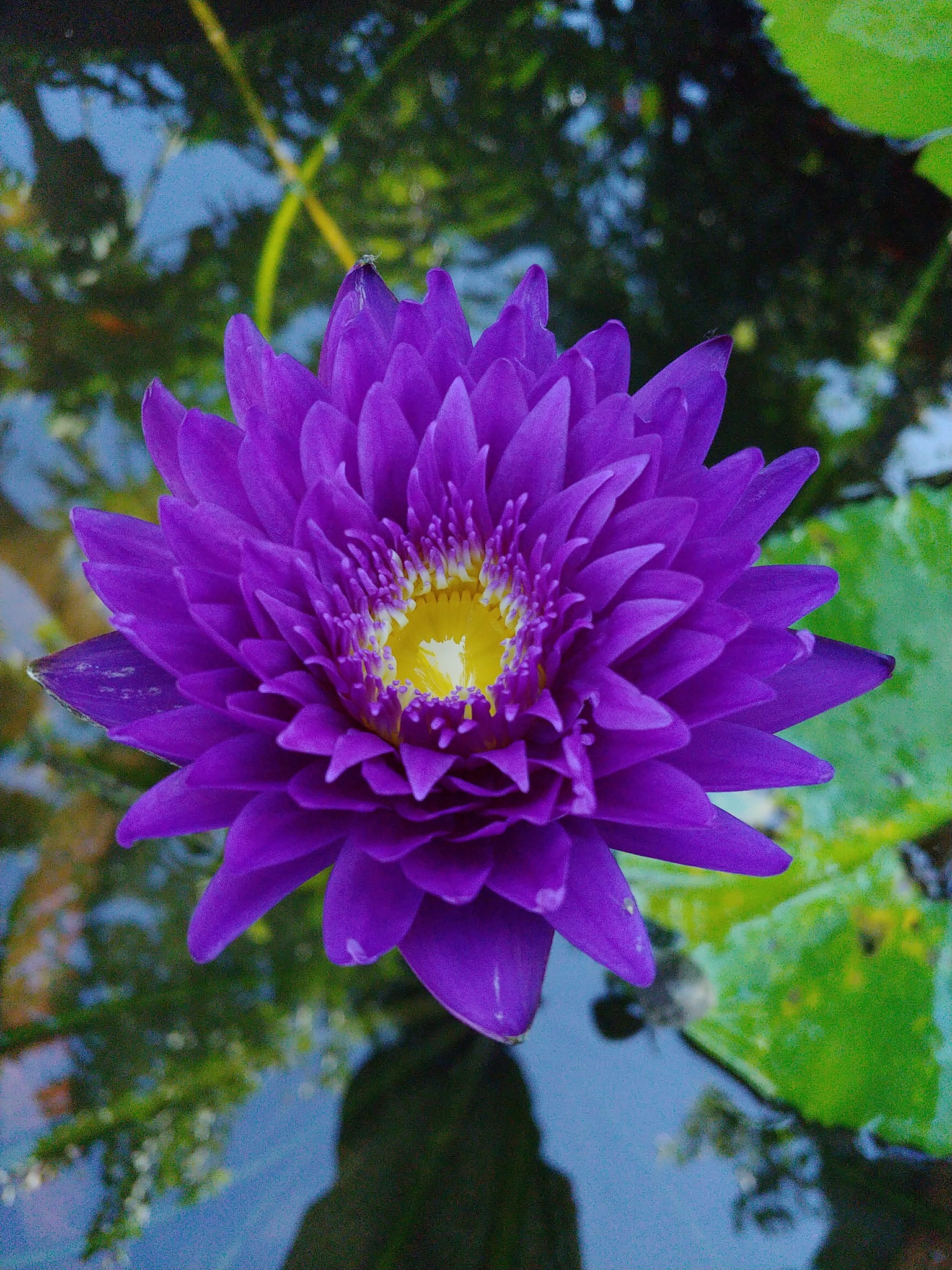 35 Hình ảnh đẹp hoa súng  Freenatureanimalbutterflywallpapercom