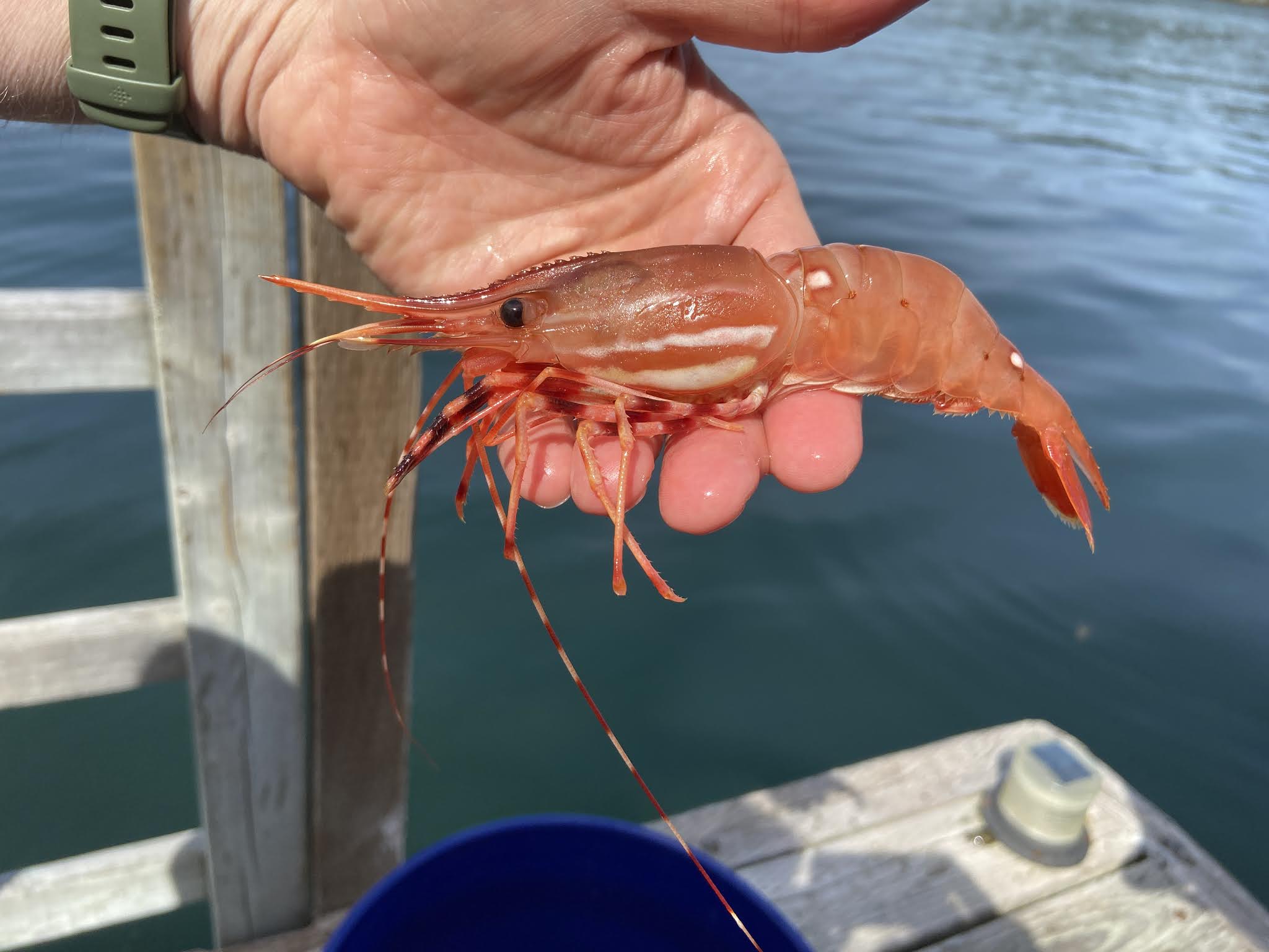 TravelMarx A Henry Island Weekend Shrimp, Oysters, and an Isthmus in