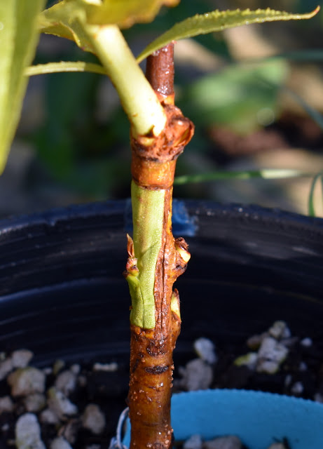 Peach Bud Patch Graft