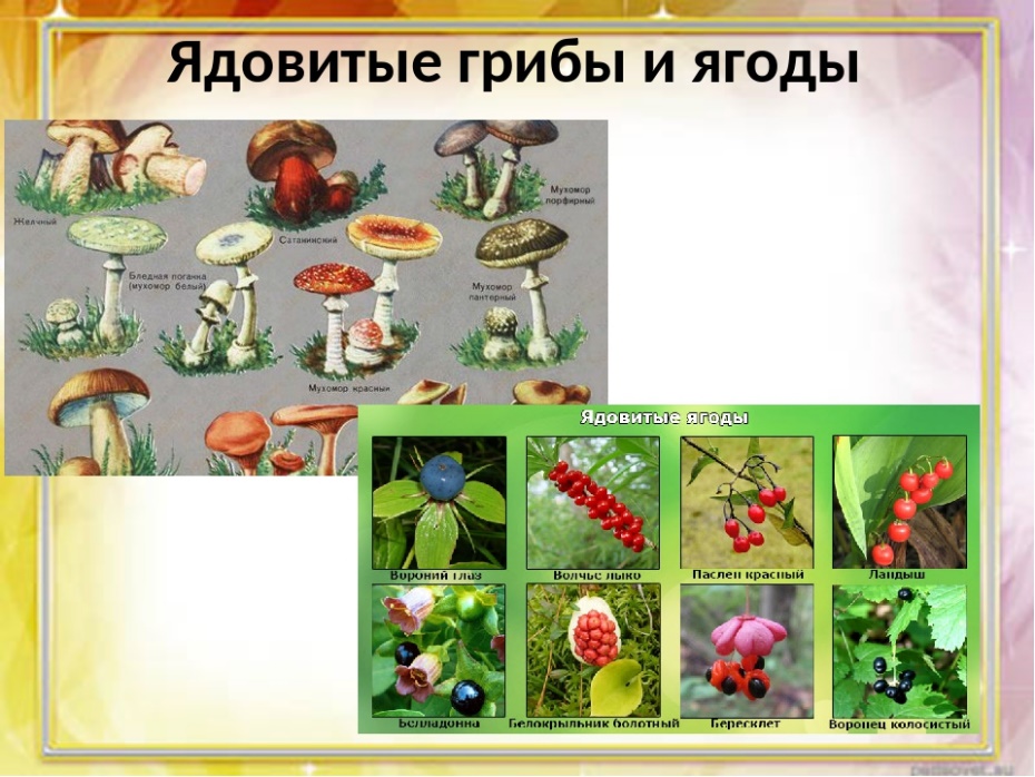 Сага об опятах. Грибы Калужской области.