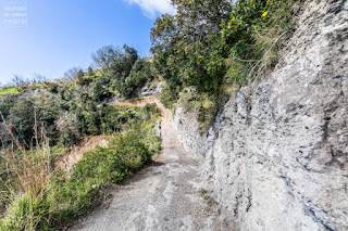 Campagnano Ischia, Grotta Ischia, Isola d' Ischia, Mare Ischia, Monte Vezzi Ischia, Paesaggi Ischitani, Piano Liguori, San Pancrazio Ischia, trekking Ischia, Ulivi Ischia, 