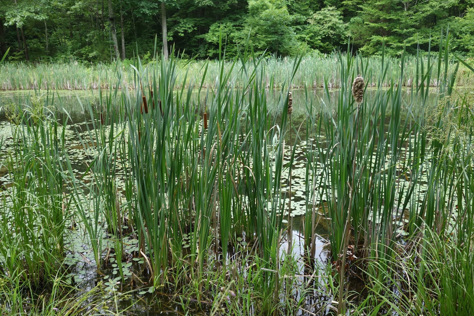 A Transgenic World Amazing Plants Cattails