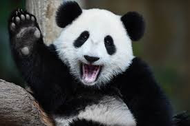 Panda Kian Menyita Perhatian Dari Dunia