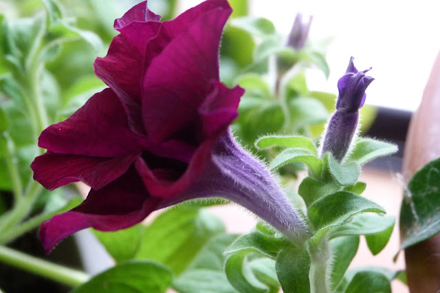 Indoor Petunia