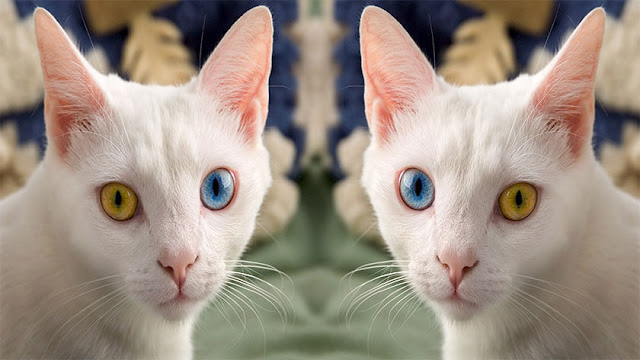 odd eyed cat, odd eyed cat price, odd eyed kitten, odd eyed white cat