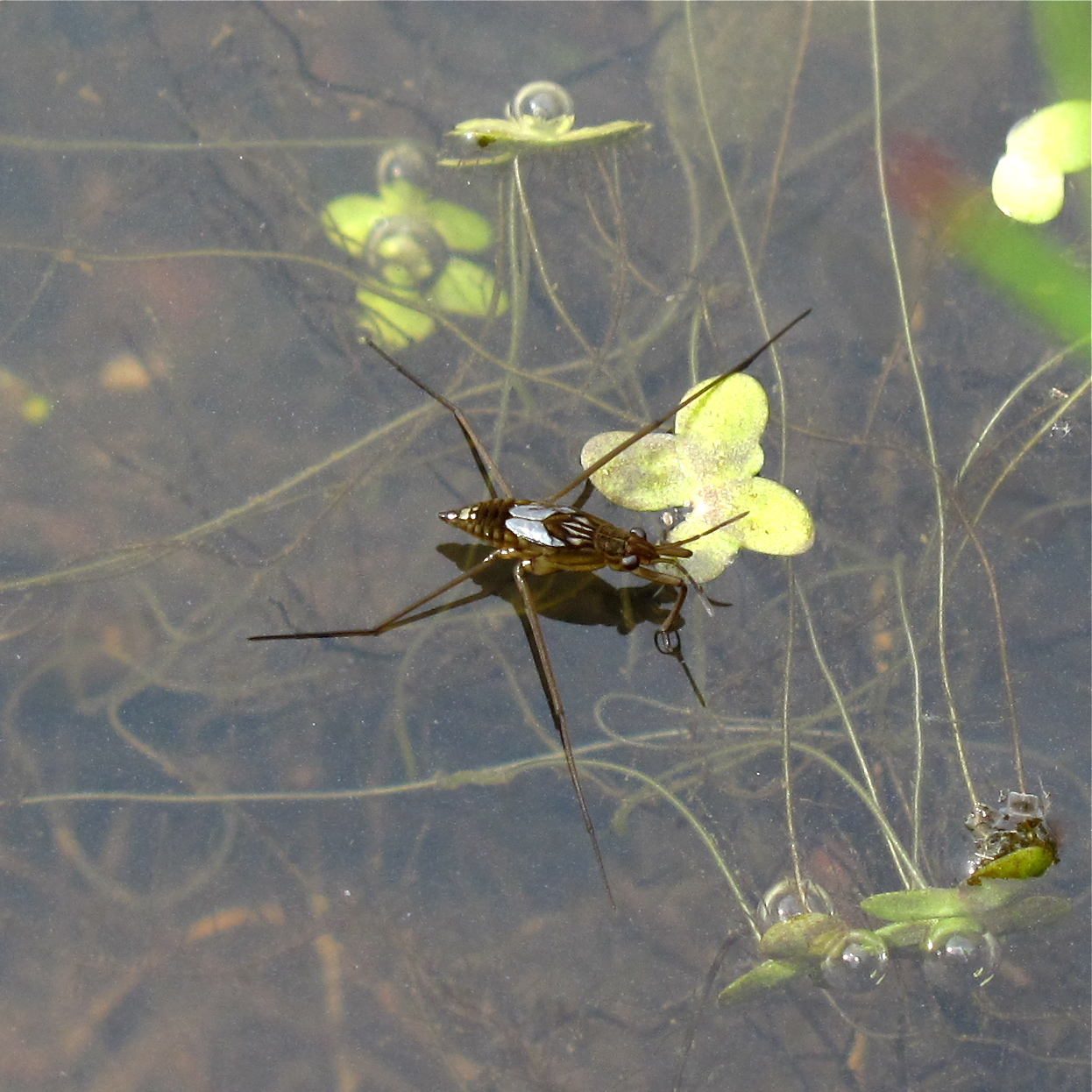 pond equipment scaling