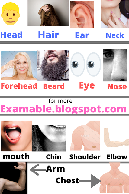 30+ parts of the body in hindi with pictures - Exam Able