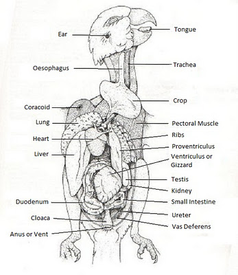 Nature's Scrapbook: Digestive System and Internal Organs of a Bird