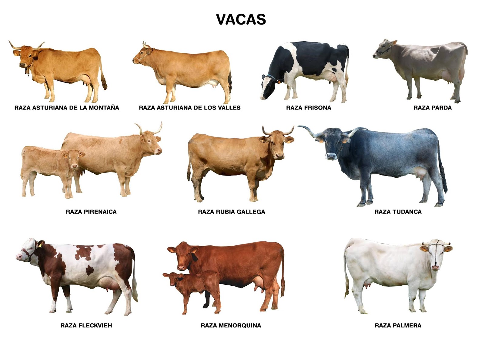 Agorapeques LA VACA Agorapeques LA VACA