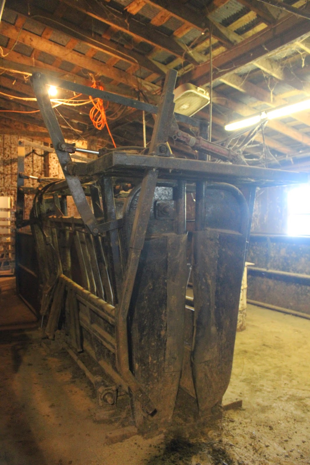 Snug Harbor Bay Livingston Livestock Auction