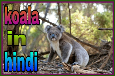 koala animal in hindi