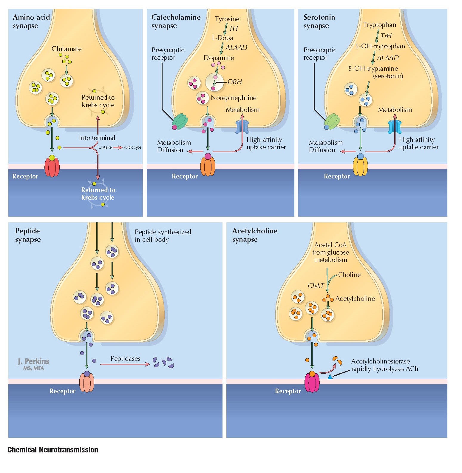 CHEMICAL NEUROTRANSMISSION pediagenosis
