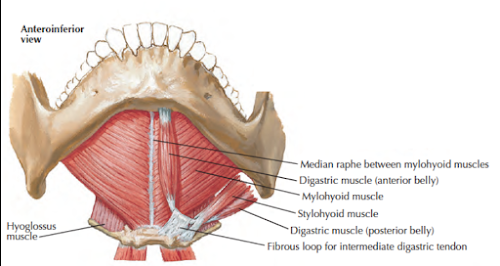 Head and Neck Anatomy: Suprahyoid Muscles