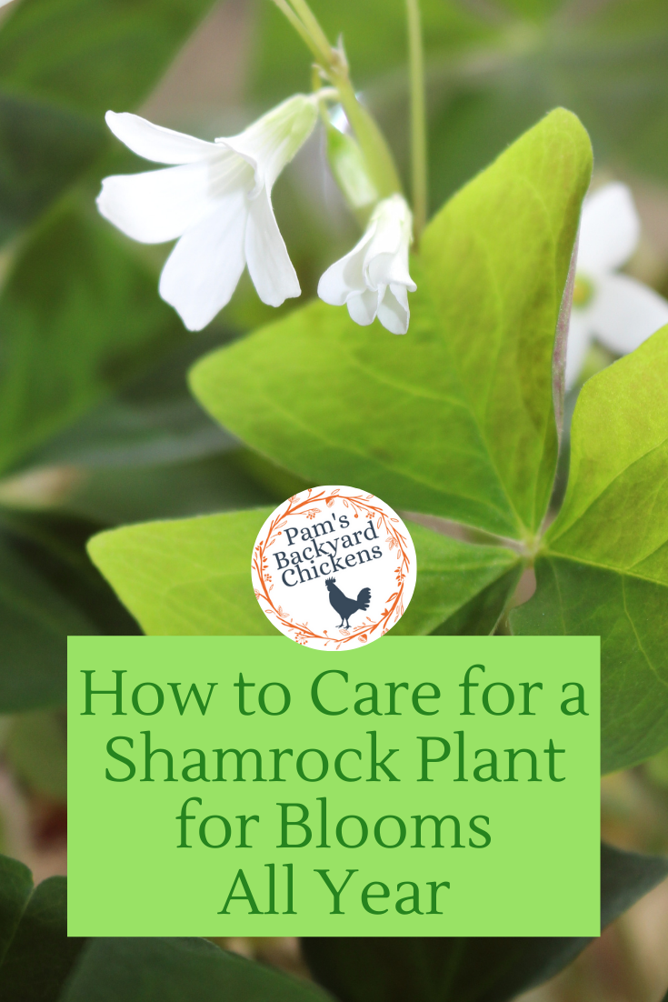 How To Take Care Of A Shamrock Plant - Types Of Shamrock Plants