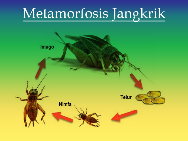 Apa itu nimfa