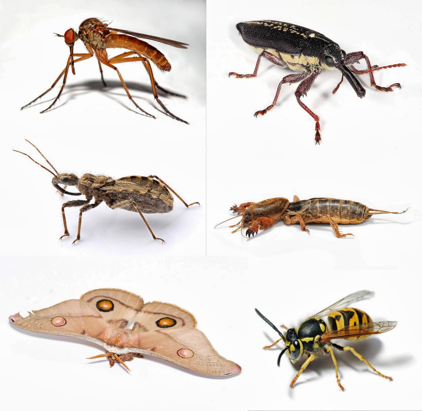  Gambar Serangga  Dunia Binatang