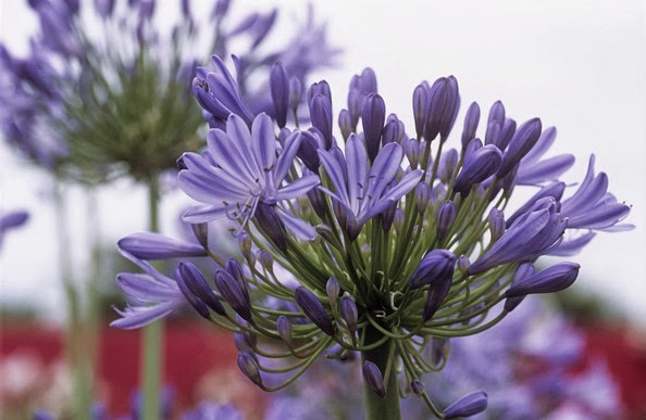 15 plantas con flores en tonos azules - Guia de jardin