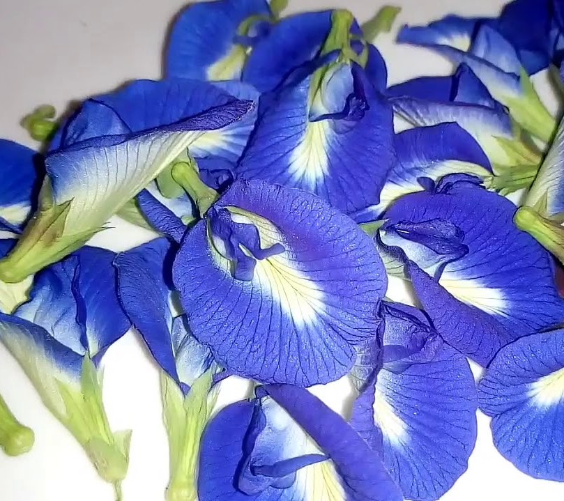 Blue Tea Health Benefits In Tamil Blue Tea Health Benefits In Tamil