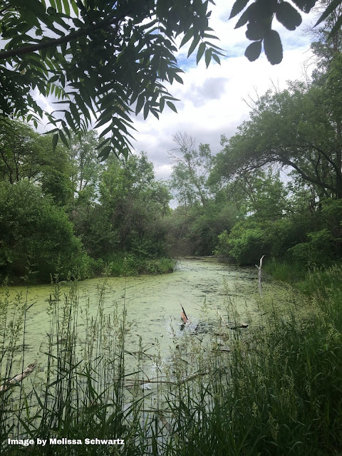 Peeking into the wetland through the lush flora at Heron Haven in Omaha, Nebraska.