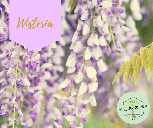 Spring safety 10 common flowers that are toxic to dogs Wisteria