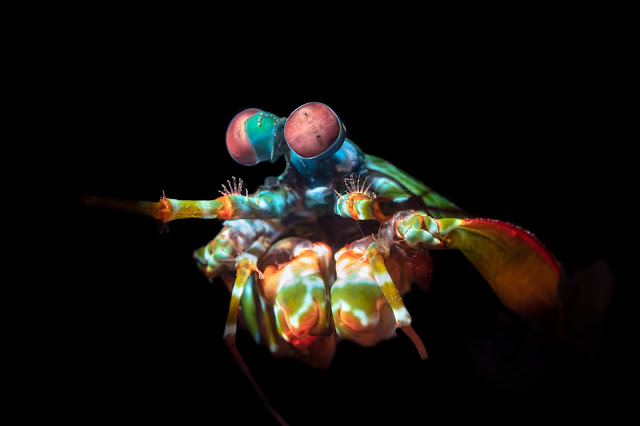 高光譜影像似雀尾螳螂蝦眼睛視覺構造 #海波視 #高光譜