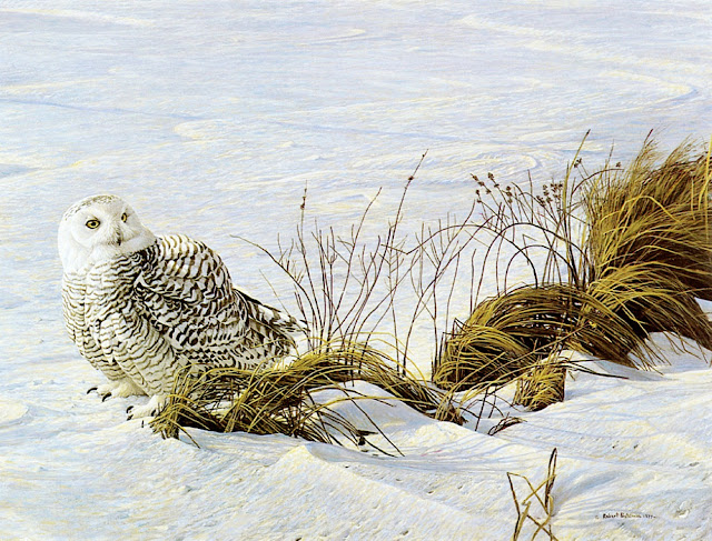Роберт Бейтмэн / Robert Bateman Afternoon Glow - Snowy Owl, 1977