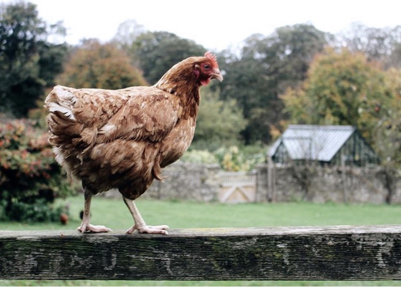 From Instagram | English Country Life with @irenemylife