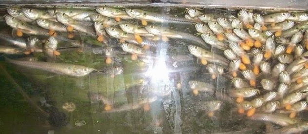Tips Merawat Anakan Arwana Supaya Cepat Besar dengan Pakan Alami