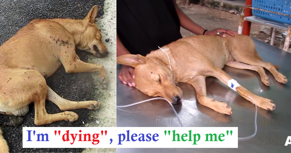 Rescuers Worry Unconscious Dog Might Never Wake Up, But A Day Later He