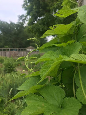Green leaves and vines of hops growing in Pennsbury Manor garden