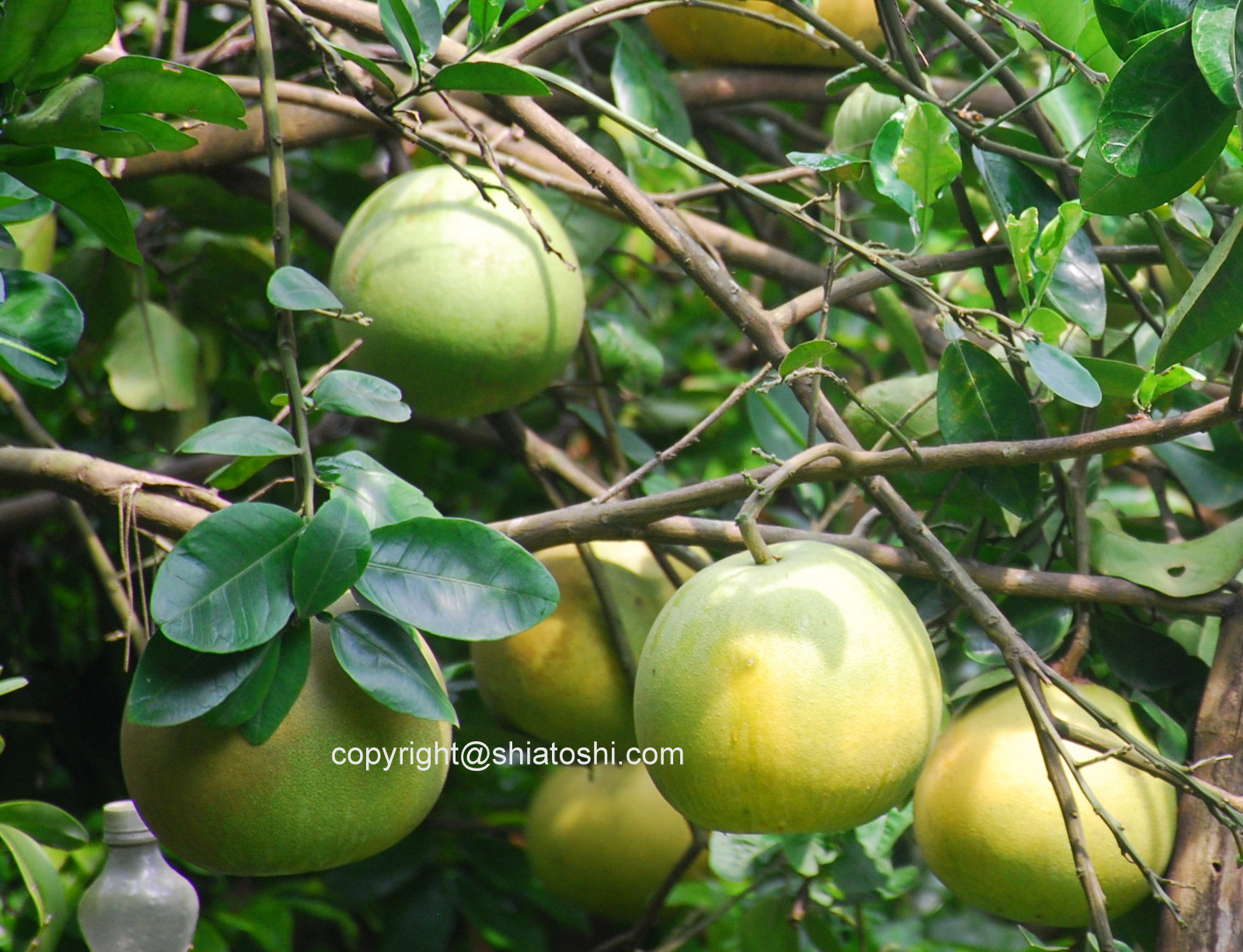 shiatoshi POMELO SEED GERMINATION & HEALTH BENEFITS