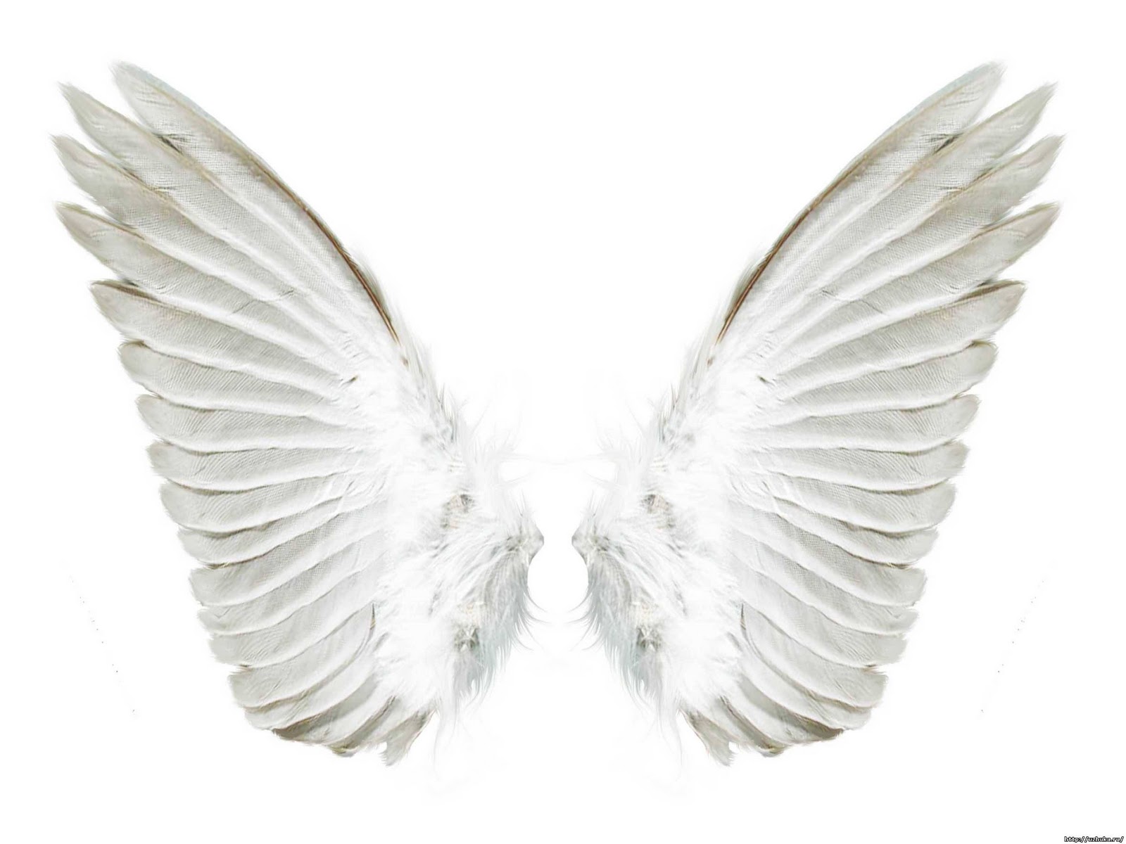 World Photography: angel wings