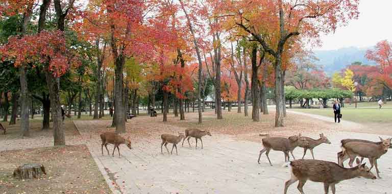 13+ Tempat Wisata di Nara (Jepang) Yang Wajib Dikunjungi