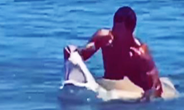 Man wrangles shark with bare hands