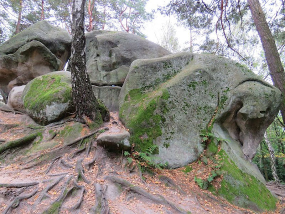 Pieczarki pieczarki