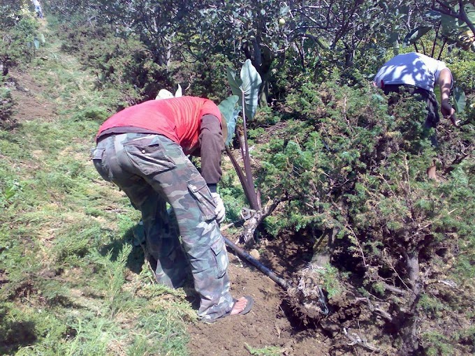Teknik Cara Menggali, Mengangkat dan Menanam Bakalan Bonsai