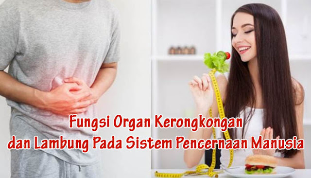 Fungsi Organ Kerongkongan dan Lambung Pada Sistem Pencernaan Manusia Fungsi Organ Kerongkongan dan Lambung Pada Sistem Pencernaan Manusia