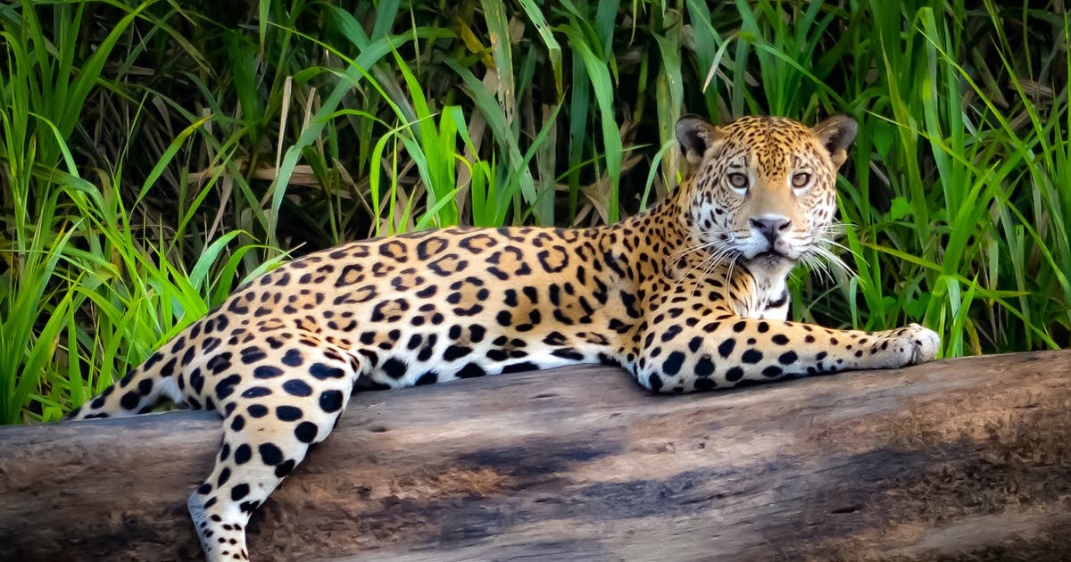 Why are Jaguars endangered? How many jaguars are left in the world