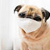 Κορωνοϊός: Ο πρώτος σκύλος στις ΗΠΑ θετικός στον ιό 