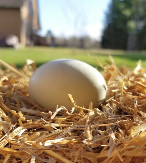 5 Tips for Clean Eggs from your Backyard Chickens Fresh Eggs Daily®