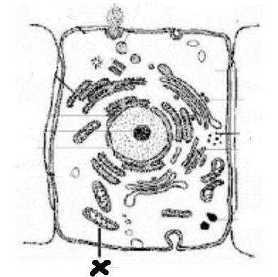 Perhatikan gambar sel hewan berikut! Proses yang terjadi pada organel X