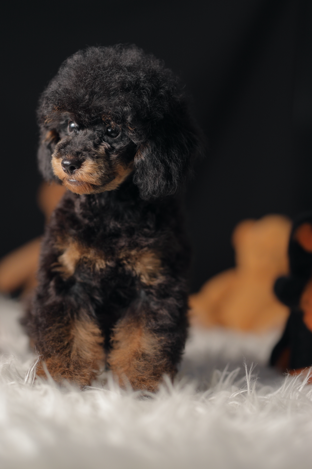 карликовый пудель фантом. пудель фантом. той пудель черный подпалый. пудель фантом. пудель фантом.