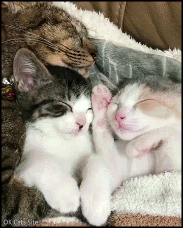 Cute Cat GIF • Awwdorable and happy little family napping with the little babies in socks Cute Cat GIF • Awwdorable and happy little family napping with the little babies in socks