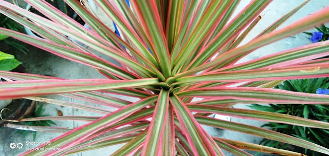 dragon tree in home garden