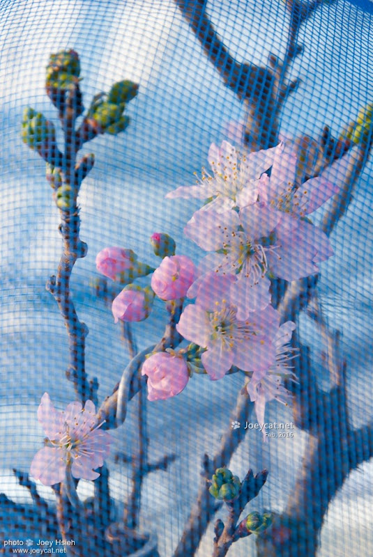 員農種苗芬園花卉生產休憩園區 櫻花