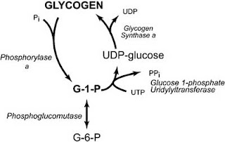 glycogen