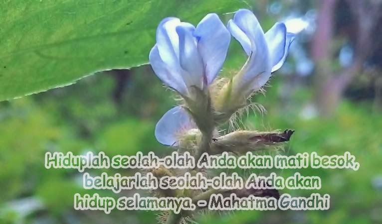 5 Kata Bijak Indah Dari Mahatma Gandhi